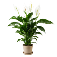 AI generated Peace Lily Floral Beauty with No Background Interruptions png