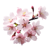 AI generated See Through Cherry Blossom Beauty png