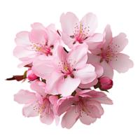 AI generated Cherry Blossom in PNG Format Unobstructed Beauty