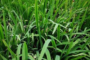 Tropical grass leaves field in garden photo