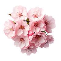 ai generato fioritura ciliegia fiore con un' chiaro sfondo png