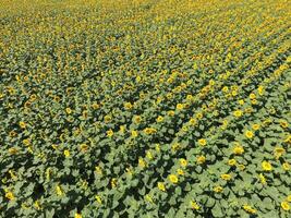 Field of sunflowers. Top view. photo