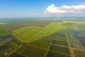 The rice fields are flooded with water. Flooded rice paddies. Agronomic methods of growing rice in the fields. photo