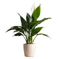 AI generated Tranquil Peace Lily Floral Image with Transparency png