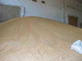 Heap of grains of barley and wheat in stock photo