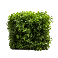 AI generated Greenery Unveiled, Transparent Background Featuring Bush Element png