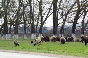 The sheep graze on the side of the road near the trees photo