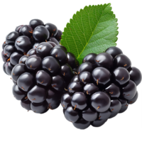 AI generated Blackberry in Focus, Cut Out on a Transparent Canvas png