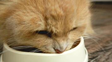 Close-up of a domestic red fluffy cat eating food from a bowl and licking its lips. video