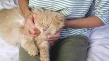 een schattig pluizig rood kat is dommelen in de armen van een vrouw. detailopname van een vrouw kinderboerderij haar lui huisdier. video