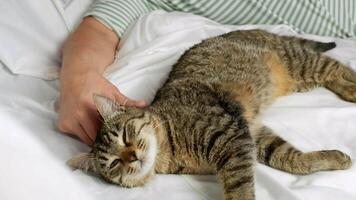 avvicinamento di un' donna di mano accarezzando un' assonnato grigio gatto. il gatto dorme rilassato su il letto e fa le fusa. assunzione cura di il tuo animale domestico video