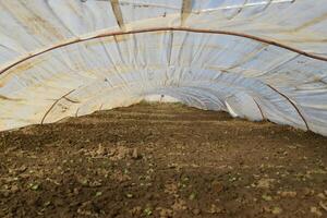 Greenhouses made of polymer film. Early spring in the garden greenhouses photo