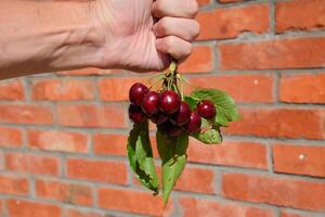 Berries of a sweet cherry in a hand on a branch with leaves. Ripe red sweet cherry photo