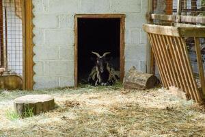 The goat in the shed lies at the entrance. A domestic goat photo