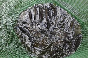 River fish in a green plastic grid in a pond. Fish catch. Carp and carp. Weed fish. photo