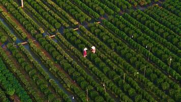 Aerial view of My Phong flower garden in My Tho, Vietnam. It's famous in Mekong Delta, preparing transport flowers to the market for sale in Tet holiday. The gardens are tourist destination video