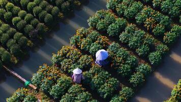 aereo Visualizza di mio hong fiore giardino nel mio Però, Vietnam. è famoso nel Mekong delta, preparazione trasporto fiori per il mercato per vendita nel tet vacanza. il giardini siamo turista destinazione video