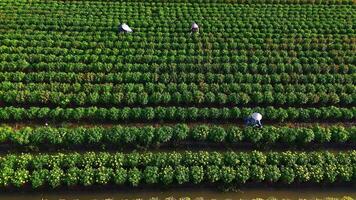 Aerial view of My Phong flower garden in My Tho, Vietnam. It's famous in Mekong Delta, preparing transport flowers to the market for sale in Tet holiday. The gardens are tourist destination video