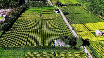 antenn se av min phong blomma trädgård i min tho, vietnam. dess känd i mekong delta, framställning transport blommor till de marknadsföra för försäljning i tet Semester. de trädgårdar är turist destination video