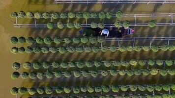 Antenne Aussicht von sa dez Blume Garten im dong thap Provinz, Vietnam. es ist berühmt im Mekong Delta, vorbereiten Transport Blumen zu das Markt zum Verkauf im tet Urlaub. das Gardens sind Tourist Ziel video