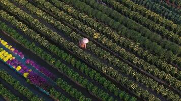 Antenne Aussicht von meine Phong Blume Garten im meine aber, Vietnam. es ist berühmt im Mekong Delta, vorbereiten Transport Blumen zu das Markt zum Verkauf im tet Urlaub. das Gardens sind Tourist Ziel video