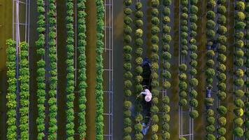 aéreo ver de sa dic flor jardín en polla gracias provincia, Vietnam. es famoso en mekong delta, preparando transporte flores a el mercado para rebaja en tet día festivo. el jardines son turista destino video