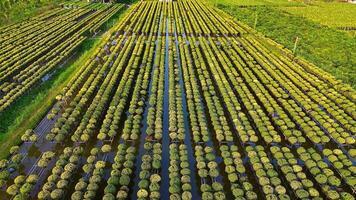 antenne visie van sa dec bloem tuin in dong thap provincie, Vietnam. zijn beroemd in Mekong delta, voorbereidingen treffen vervoer bloemen naar de markt voor uitverkoop in tet vakantie. de tuinen zijn toerist bestemming video