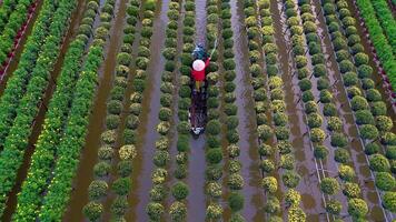 Aerial view of Sa Dec flower garden in Dong Thap province, Vietnam. It's famous in Mekong Delta, preparing transport flowers to the market for sale in Tet holiday. The gardens are tourist destination video