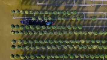 Aerial view of My Phong flower garden in My Tho, Vietnam. It's famous in Mekong Delta, preparing transport flowers to the market for sale in Tet holiday. The gardens are tourist destination video