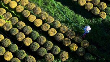 Aerial view of My Phong flower garden in My Tho, Vietnam. It's famous in Mekong Delta, preparing transport flowers to the market for sale in Tet holiday. The gardens are tourist destination video