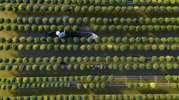 Aerial view of Sa Dec flower garden in Dong Thap province, Vietnam. It's famous in Mekong Delta, preparing transport flowers to the market for sale in Tet holiday. The gardens are tourist destination video