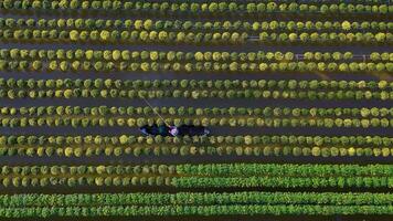 aérien vue de sa déc fleur jardin dans dong tapoter province, vietnam. c'est célèbre dans mekong delta, en train de préparer transport fleurs à le marché pour vente dans tet vacances. le jardins sont touristique destination video