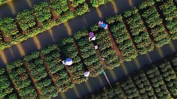 Aerial view of My Phong flower garden in My Tho, Vietnam. It's famous in Mekong Delta, preparing transport flowers to the market for sale in Tet holiday. The gardens are tourist destination video