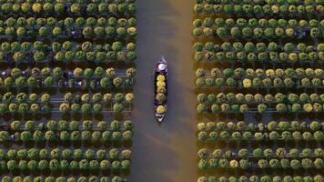 Aerial view of Sa Dec flower garden in Dong Thap province, Vietnam. It's famous in Mekong Delta, preparing transport flowers to the market for sale in Tet holiday. The gardens are tourist destination video