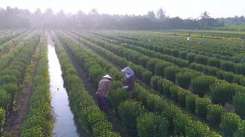 Antenne Aussicht von meine Phong Blume Garten im meine aber, Vietnam. es ist berühmt im Mekong Delta, vorbereiten Transport Blumen zu das Markt zum Verkauf im tet Urlaub. das Gardens sind Tourist Ziel video