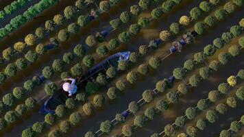 Aerial view of Sa Dec flower garden in Dong Thap province, Vietnam. It's famous in Mekong Delta, preparing transport flowers to the market for sale in Tet holiday. The gardens are tourist destination video