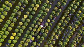 Aerial view of Sa Dec flower garden in Dong Thap province, Vietnam. It's famous in Mekong Delta, preparing transport flowers to the market for sale in Tet holiday. The gardens are tourist destination video