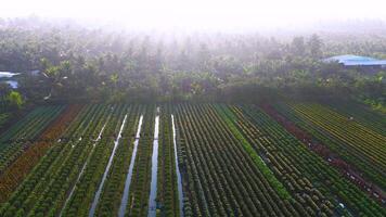 Aerial view of My Phong flower garden in My Tho, Vietnam. It's famous in Mekong Delta, preparing transport flowers to the market for sale in Tet holiday. The gardens are tourist destination video