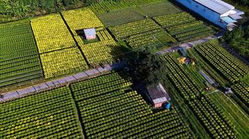 Aerial view of My Phong flower garden in My Tho, Vietnam. It's famous in Mekong Delta, preparing transport flowers to the market for sale in Tet holiday. The gardens are tourist destination video