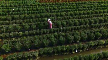 aéreo ver de mi phong flor jardín en mi sin embargo, Vietnam. es famoso en mekong delta, preparando transporte flores a el mercado para rebaja en tet día festivo. el jardines son turista destino video