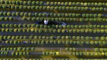 Aerial view of Sa Dec flower garden in Dong Thap province, Vietnam. It's famous in Mekong Delta, preparing transport flowers to the market for sale in Tet holiday. The gardens are tourist destination video