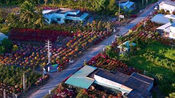 Aerial view of My Phong flower garden in My Tho, Vietnam. It's famous in Mekong Delta, preparing transport flowers to the market for sale in Tet holiday. The gardens are tourist destination video