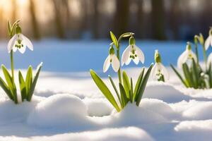 AI generated Spring snowdrop flowers with water drops in spring forest photo