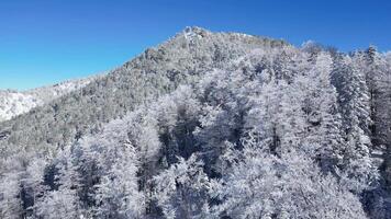 Aerial drone view of frozen trees in the forest. Mountain landscape on a sunny winter day. video