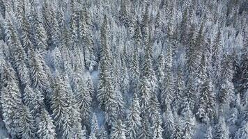 aéreo zumbido ver de congelado arboles en el bosque. montaña paisaje en un soleado invierno día. video