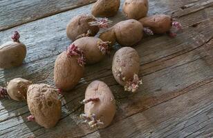 Potatoes with sprouts on a wooden background. Seed potatoes for planting. photo