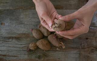 Female hands hold potatoes with sprouts on a wooden background. Seed potatoes for planting photo