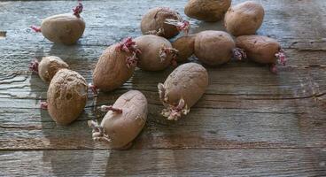 Potatoes with sprouts on a wooden background. Seed potatoes for planting. photo