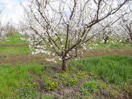 Flowering plum garden photo