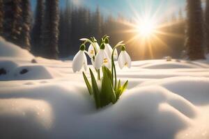 AI generated Spring snowdrop flowers with water drops in spring forest photo